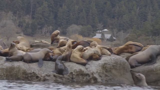 Best Inspiring Animal Rescues Of The Year ? смотреть онлайн