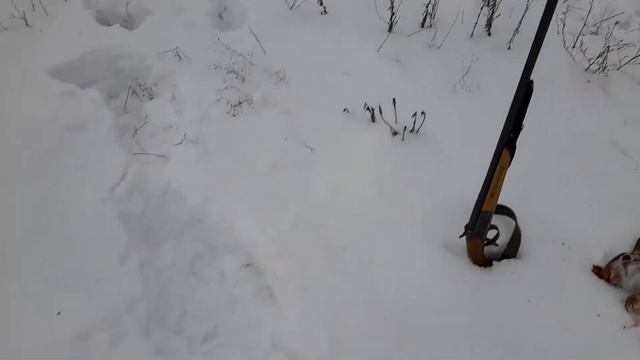 32 калибр рулит. Охота с Русской гончей на зайца русака. смотреть онлайн