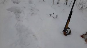 32 калибр рулит. Охота с Русской гончей на зайца русака.