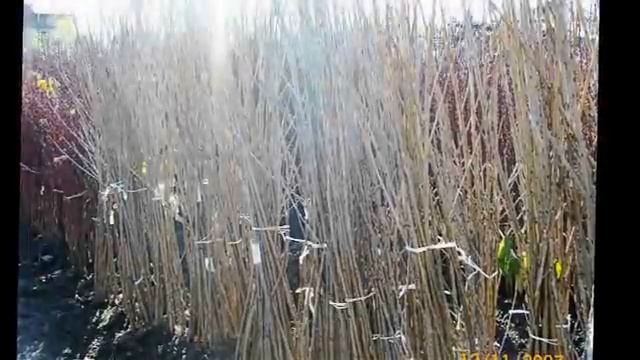 Овощен разсадник Стоян Иванов - Пазарджик смотреть онлайн