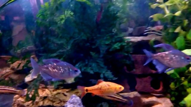 #Aquuarium. Tetra бриллиантовая. смотреть онлайн