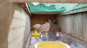 куропатки руфа, три цвета