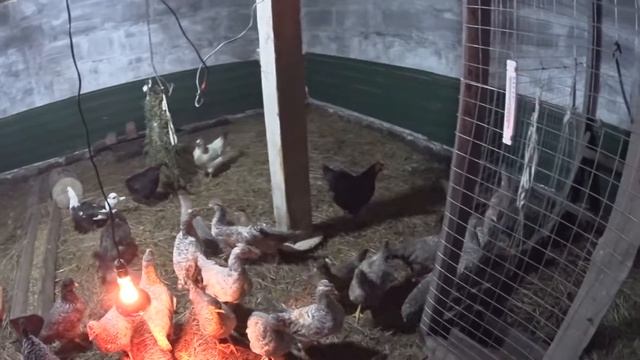 дела в курятнике пробую выпускать кур доминантов смотреть онлайн