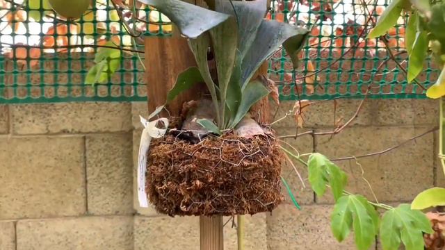 Weekly Garden Update ~ Passion Vines смотреть онлайн