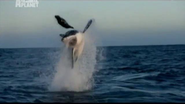 Animal Planet Commercial