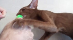 Oriental Cats Play and Hunt