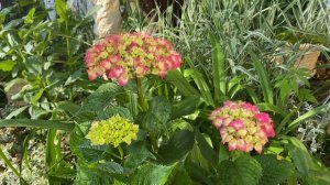 Гортензия крупнолистная