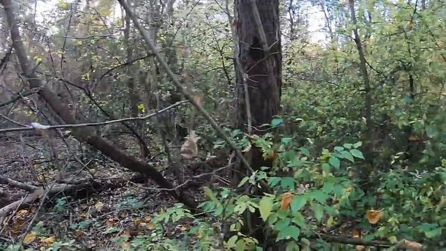 Осенние зарисовки с Minelab "Equinox " смотреть онлайн