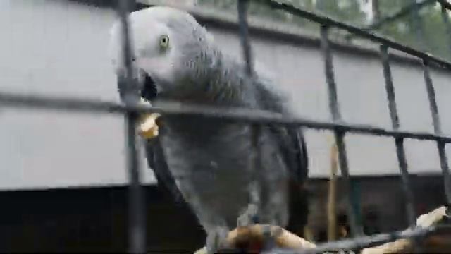 Прогулка с Детьми.Выходной день с внучками.С детьми в парке. смотреть онлайн