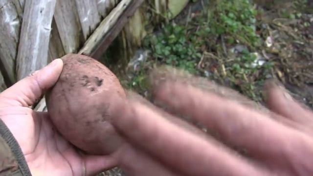 Калининград.Коп в древнем поместье Matzkahlen.Легенды.Байки.Ненормативная лексика !! Königsberg