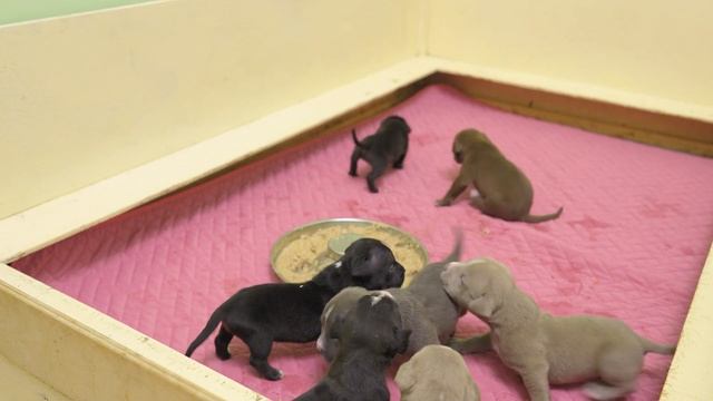 Сделай Сам по-Мастерски