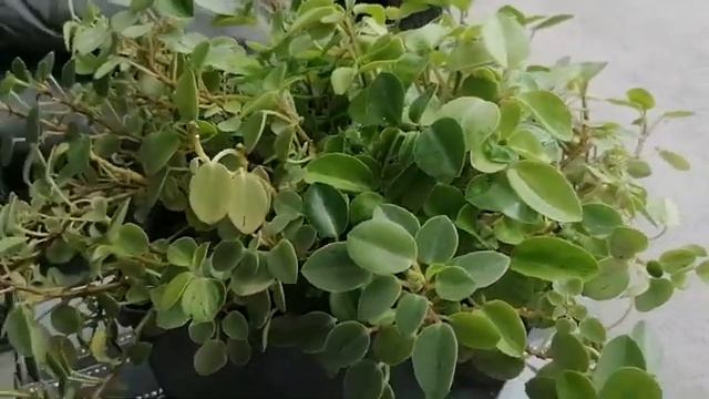 Пеперомия, уход и содержание! смотреть онлайн