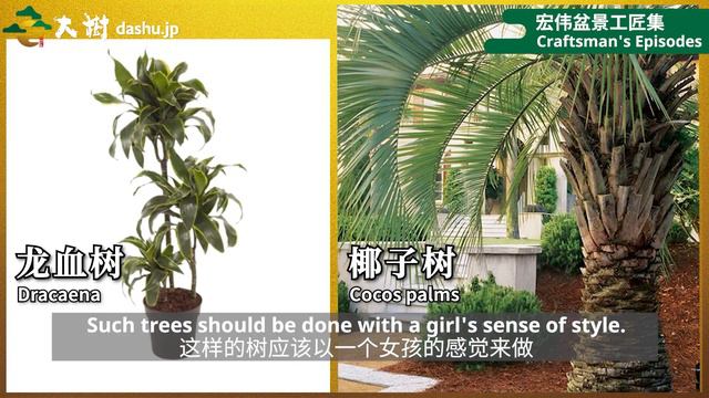 【Crazy Bonsai Bubble】$100 to $10000！Macro Bonsai market in Japanese Bubble era was crazy!! смотреть онлайн