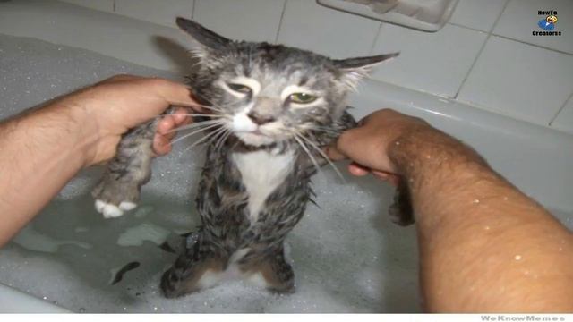 How to Give a Cat a Bath without It Freaking Out or Getting Scratched смотреть онлайн