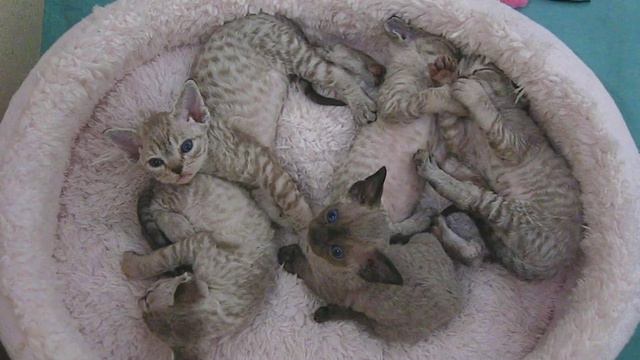 Kattungar devon rex смотреть онлайн