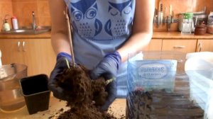 Гортензия,как сохранить до посадки.