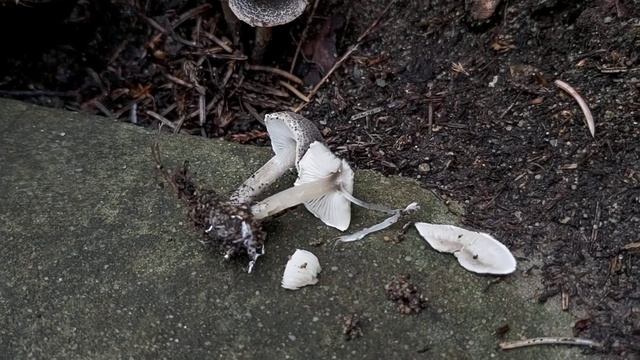 Czubajeczka czarnołuskowa (Lepiota felina) - 18.10.2020, Nowa Huta, Kraków. смотреть онлайн