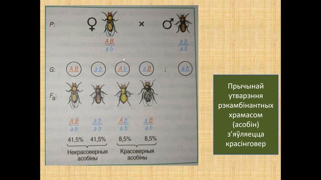 10 клас. Бiялогiя. Счэпленае наследаванне. Храмасомная тэорыя спадчыннасці смотреть онлайн