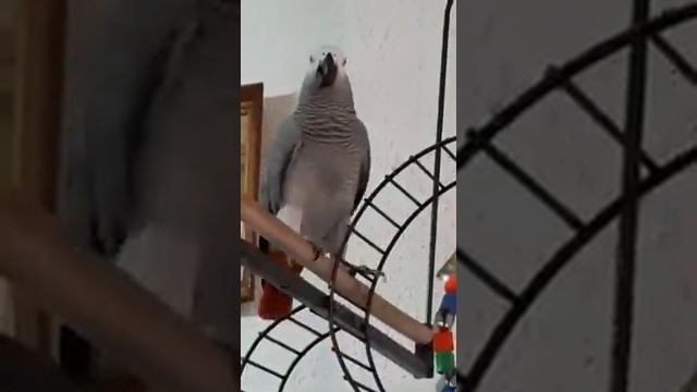 грызет игрушку и предлагает маме попробовать и еще огрызается смотреть онлайн