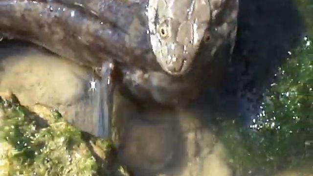 Змея и бычок смотреть онлайн