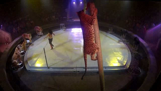 Тайна 5 континентов смотреть онлайн