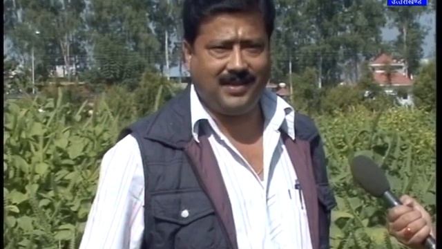 भंगजीरा की खेती (Perilla frutescens) смотреть онлайн