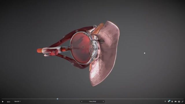 Строение глаза человека. Изучаем в 3D смотреть онлайн
