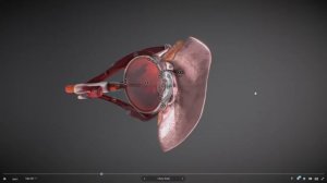 Строение глаза человека. Изучаем в 3D