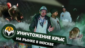 Дератизация. Уничтожение крыс на рынке в Москве