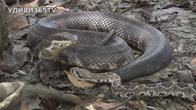 ШОК! КОРОЛЕВСКАЯ КОБРА нападает на змей и поедает себе подобных!!!