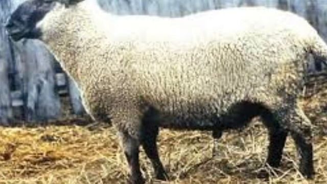 Гемпшир қойы. Гемпшир порода овец смотреть онлайн