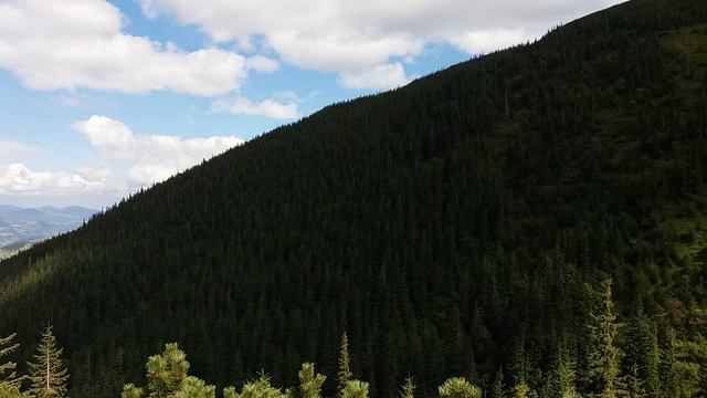 Карпаты Горы Природа Девственый Лес смотреть онлайн