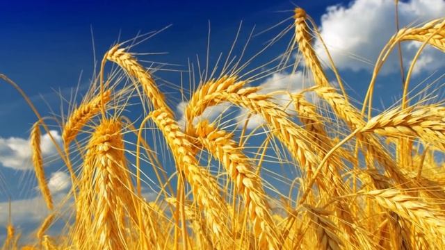 38 - Хлебное приношение смотреть онлайн