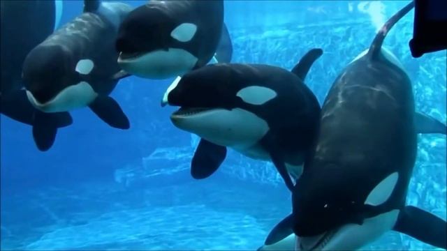 Интересные факты о касатках(Interesting facts about killer whales). смотреть онлайн