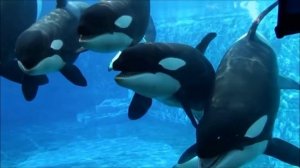 Интересные факты о касатках(Interesting facts about killer whales).
