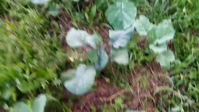 Сделай так, чтобы у капусты быстрее завязались кочаны! смотреть онлайн