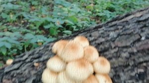 Чешуйчатка обыкновенная