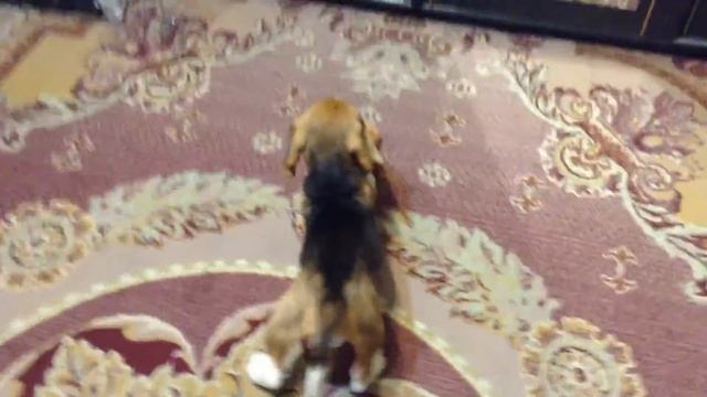 Бигль Корделия смотреть онлайн