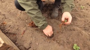 Эксперимент по обновлению семян картофеля. 2022