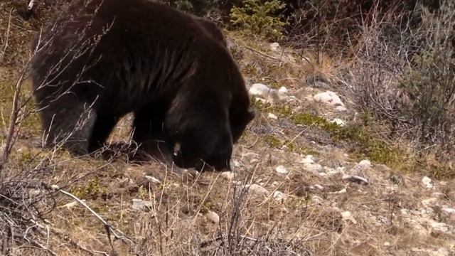 Grizzly Bear - The King Of North America / Documentary (English/HD) смотреть онлайн