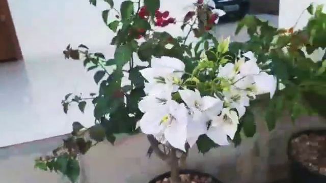 Bougainvillea multicor/ Primavera Colorida смотреть онлайн