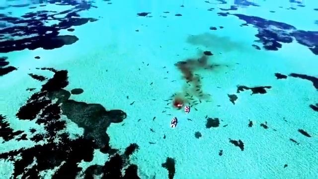 Нападение 70 акул на кита сняли на видео(70 shark attak whale) смотреть онлайн