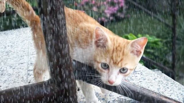 Немодный кот. смотреть онлайн