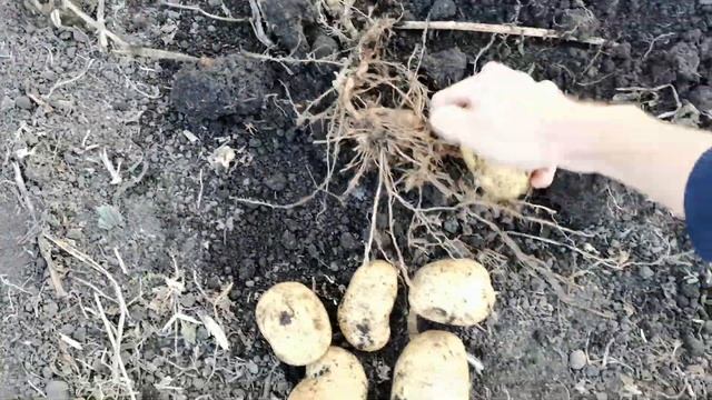 Копаем картофель СКАРБ от Садов России. Урожай 2023 года из 10 картофелин за 260 рублей.