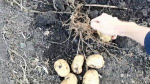 Копаем картофель СКАРБ от Садов России. Урожай 2023 года из 10 картофелин за 260 рублей.