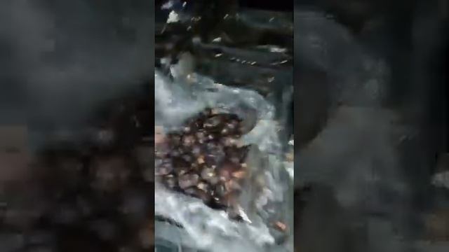 Финик Иран ?? мазафати, Захеди, калюте, пиаром, королевский! Сухофрукты орехи от Марченко сирия смотреть онлайн