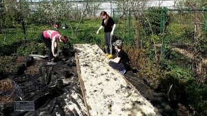 Посадка БРУСНИКИ в Московской области? Когда даю КОЗЛЯТАМ соль?Пастьба под дождем КОЗ и КОРОВ