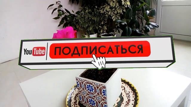 Цветение бугенвиллии Blooming Bougainvillea