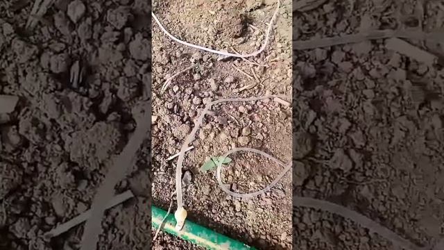 Капельный полив из капельниц в теплице. смотреть онлайн