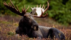 Животные Тайги Видео для детей со звуками.